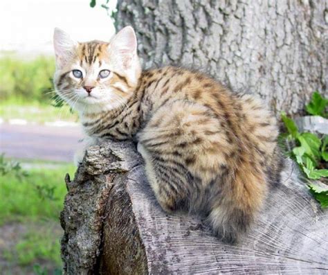 American Bobtail Cat Info Personality Kittens Pictures