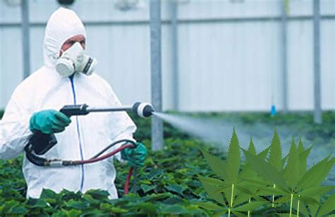Cannabis Pesticides And Testing In California Terpenes And Testing