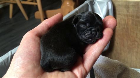 Cute New Born Baby Pugs Just Listen To Them Youtube