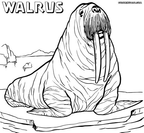 Realistic Walrus Coloring Page Coloring Pages