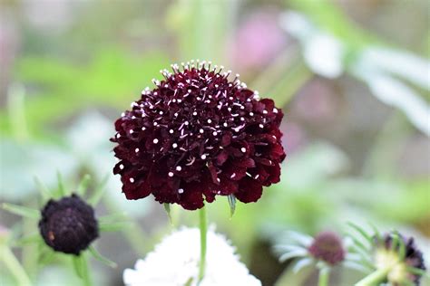 Scabiosa Atropurpurea ‘black Knight Zoe Woodward Gardening