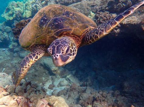 Maui Private Kayak And Snorkel Experience Getyourguide