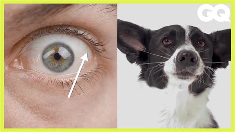 Watch 狗狗認知研究員 解釋寵物狗如何學會和人 溝通 How Puppy Dog Eyes Evolved To Match