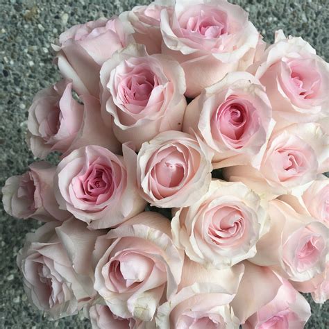 Pink Rose Study With Amato Wholesale Flirty Fleurs The Florist Blog
