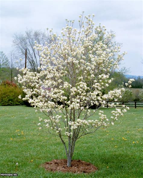 Cultivars with pink or red blooms arise from the natural occurring variety of flowering dogwood, cornus florida var. Flowering Dogwood Tree Varieties | HGTV