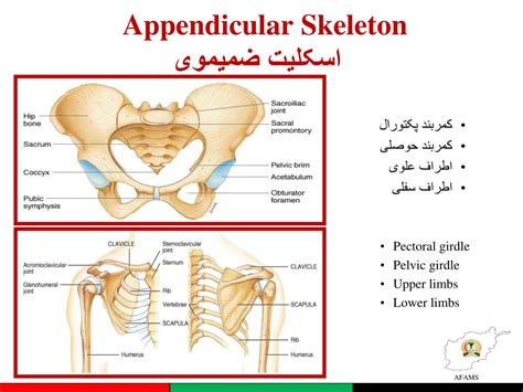 Ppt Skeletal System Appendicular Skeleton سیستم اسکلیتی اسکلیت