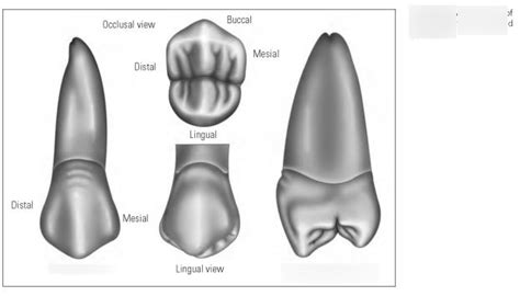 Maxillary Second Premolar Diagram Quizlet