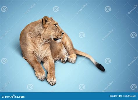 Beautiful Lioness Lying Down Grooming Her Paws Stock Image