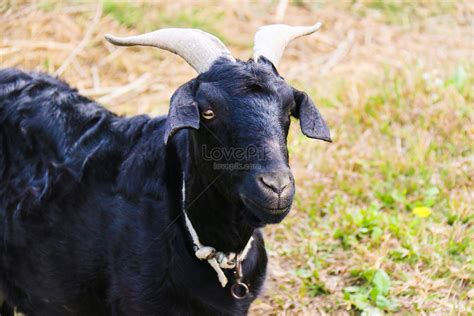 Black Goats On The Farm Picture And Hd Photos Free Download On Lovepik
