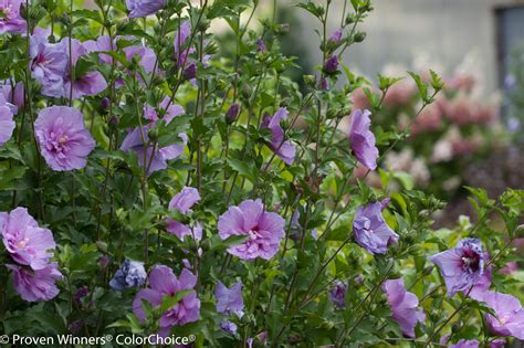 Hibiscus Syriacus ‘lavender Chiffon Rose Of Sharon Shrub Althea