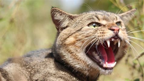 War On Feral Cats Australia Aims To Cull 2 Million