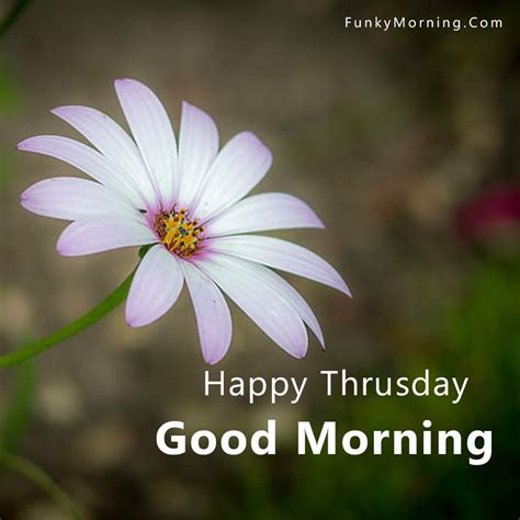 137 Best Good Morning Thursday Image Thursday Good Morning Hd Pics