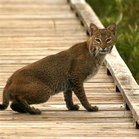 Information On Bobcats For Kids Sciencing