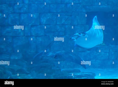 Orlando Florida July 25 2019 Manta Ray In Aquarium At Seaworld