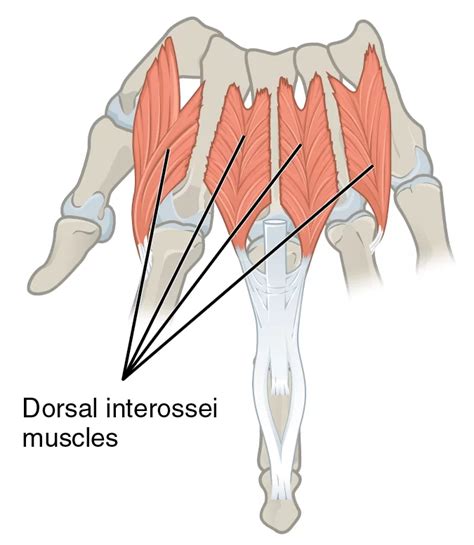 Dorsal Interossei Muscle Anatomy Origin Insertion And Exercises