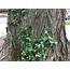 Ivy Vines Can Damage Trees  Chicago Tribune