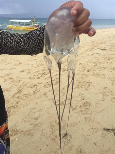 Read Traveler Heeds Warning About The Deadly Box Jellyfish Now That