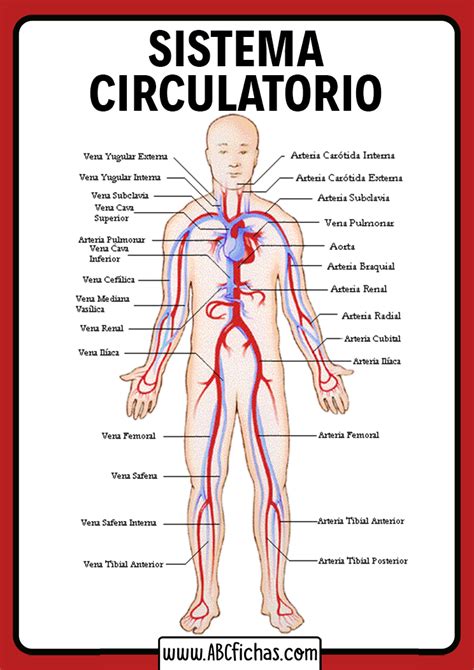 Sistema O Aparato Circulatorio Partes Abc Fichas