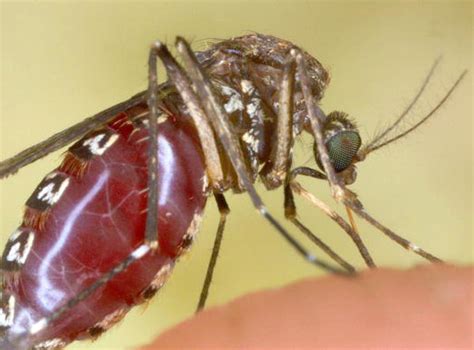 Mosquitoes Carrying Deadly Diseases Could Invade 75 Of America Warns Us Government The
