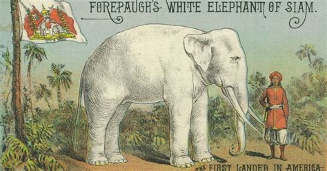 how the arrival of a white elephant started a debate around race in 19th century america