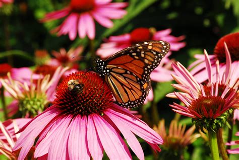 Maybe you would like to learn more about one of these? Coneflower With Bee and Butterfly | Diane Aubé Photography