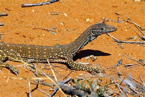 Australian Lizards Australian Wildlife Journeys