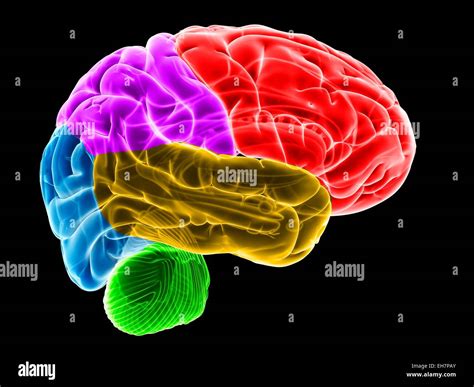 Human Brain Illustration Stock Photo Alamy