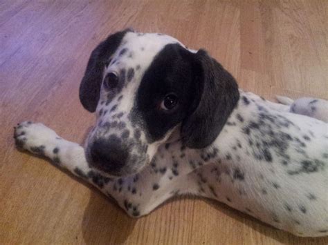 Find your new companion at nextdaypets.com. beagle dalmatian mix | Dog trends, Dalmatian mix, Beagle dog