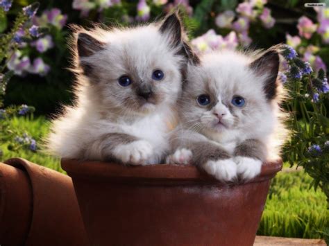 Two Kittens In A Flower Pot Wallpapers And Images Wallpapers