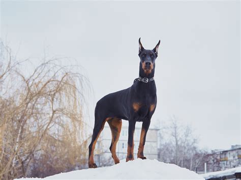 Doberman Pinscher Wallpaper Wallpapersafari HD Wallpapers Download Free Map Images Wallpaper [wallpaper376.blogspot.com]