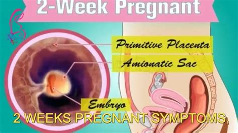 2nd Week Of Pregnancy And 2 Weeks Pregnant Symptoms Early Signs Of