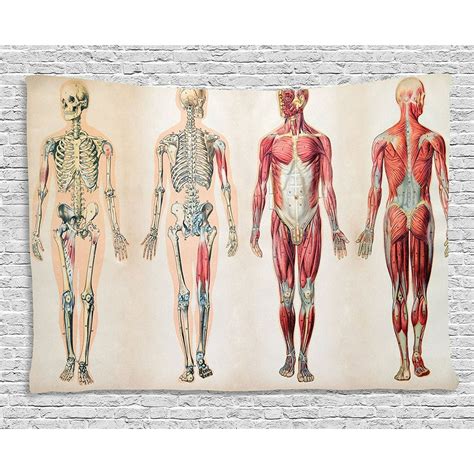 Human Anatomy Tapestry By Vintage Chart Of Body Front Back Skeleton