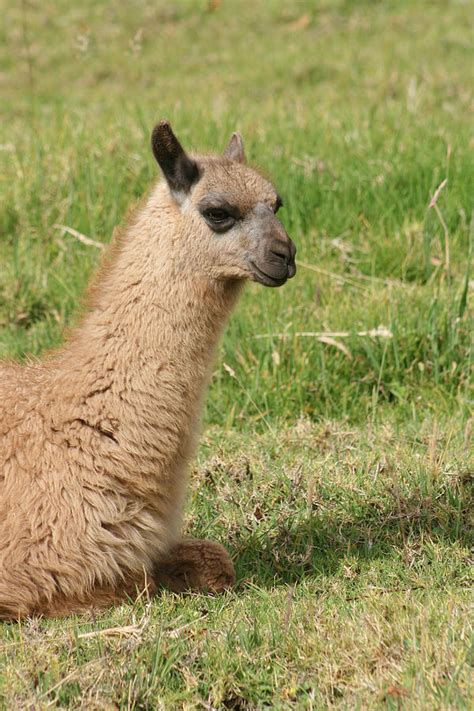 Young Llama Lying Down Photograph By Robert Hamm Pixels