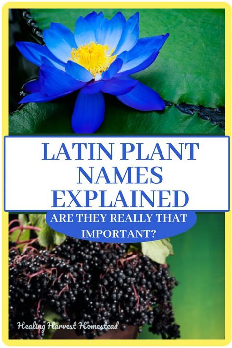 Latin Plant Names Explained And What Do They Mean A Guide To