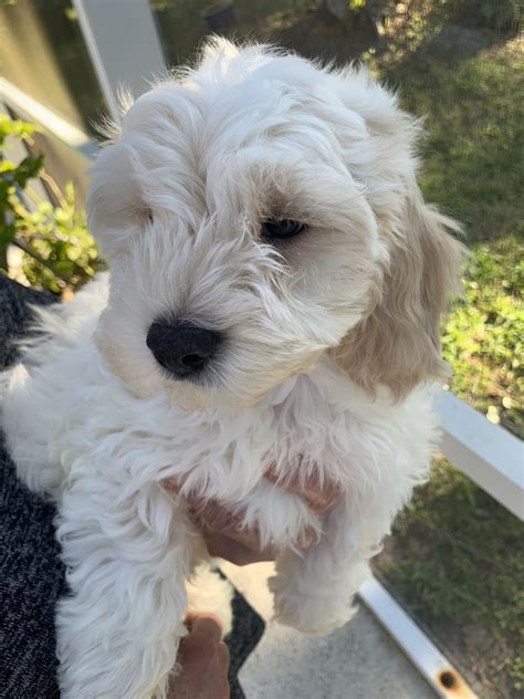 They are loyal and loving dogs that are eager to please their in order to find a dog that will be less likely to shed, you need to look for a goldendoodle that is classified as an f1b. Goldendoodle Puppies For Sale | Deltona, FL #325020