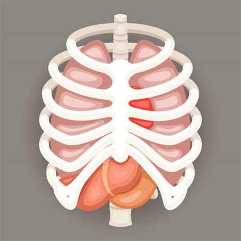 Human Rib Cage Stock Photos Pictures And Royalty Free Images Istock