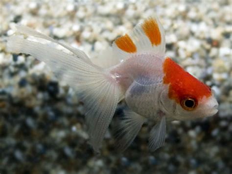 Red White Fantail Goldfish Fantail Goldfish Goldfish Red And White