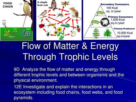 Ppt Flow Of Matter And Energy Through Trophic Levels Powerpoint