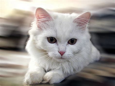 White Cat Wallpaper Beautiful Desktop Wallpapers 2014