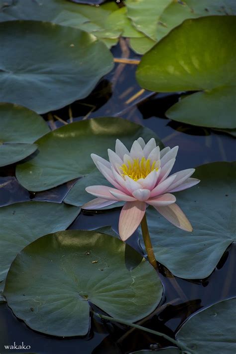 Pin By Jamie Ross On Flowers Flowers Photography Lily Pond Water Lilies