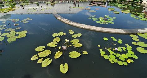 Lily Pad Shapes Flickr Photo Sharing