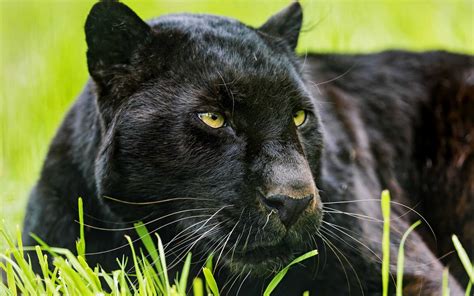 Black Jaguar Animal ~ Black Panther Cat Panther Cat Black