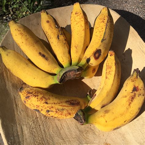 Blue Java Bananas That Apparently Taste Like Vanilla Ice Cream Exist In Southeast Asia