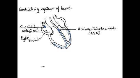How To Draw The Conducting System Of Heart Human Physiology