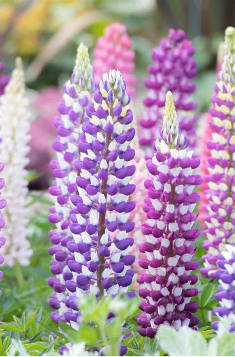 Why To Plant Lupines The Perennial Flower With Stunning Blooms