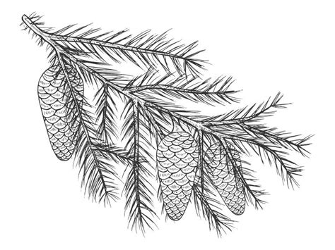 Hand Drawn Fir Branch With Cones Black And White Stock Vector