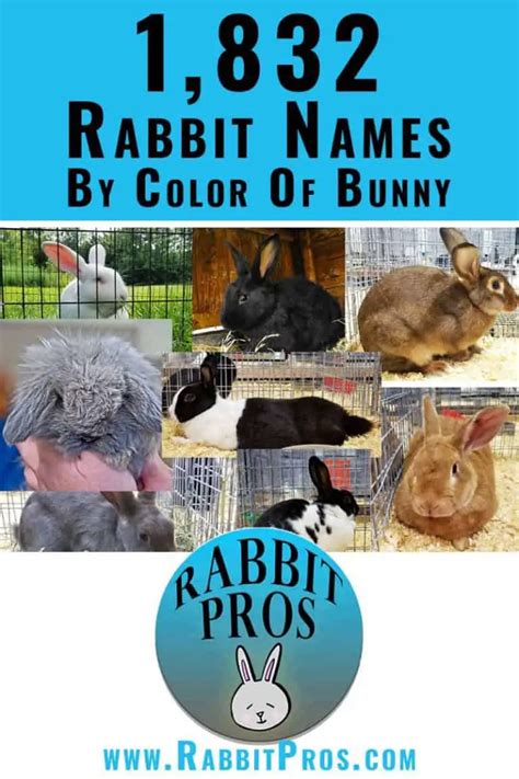 1000 Popular Rabbit Names And 832 Youve Never Heard Before