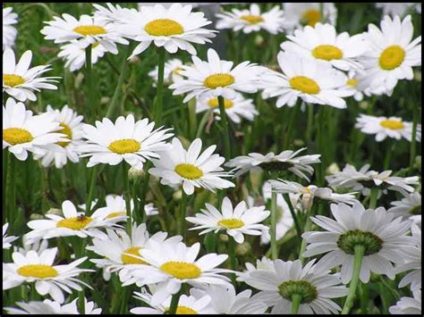 Becky Shasta Daisy Hinsdale Nurseries