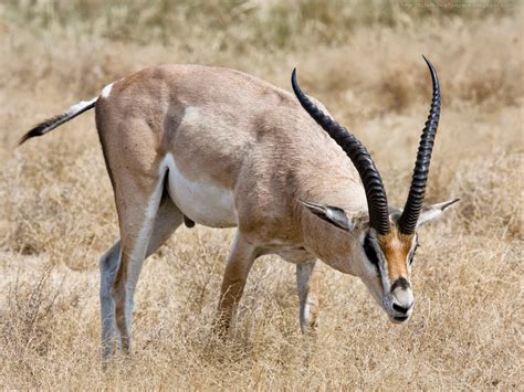 These still all stand in the rw and sci record books except sci has amalgamated the angolan roan into the southern roan category. Beautiful Wallpapers for Desktop: Roan Antelope HD Wallpapers