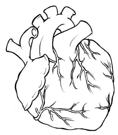 Human Heart Tattoo By Metacharis On Deviantart Human